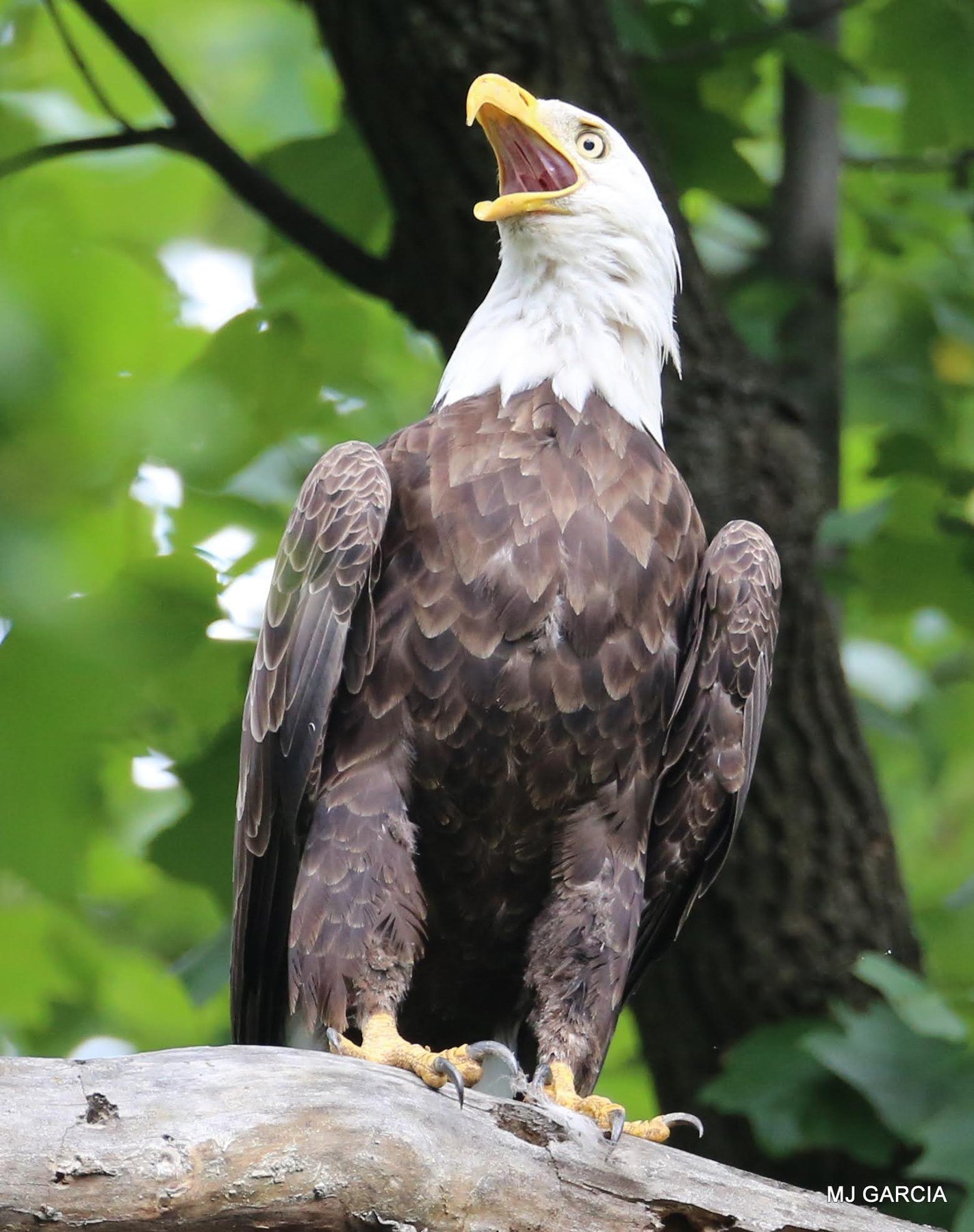 Perches and portraits · 32

A white-headed eagle stands on a branch with its bill wide open.

Embedded camera date: 2023-06-26 10:07:16. Camera clock and timezone uncorroborated. Exact site pending confirmation.