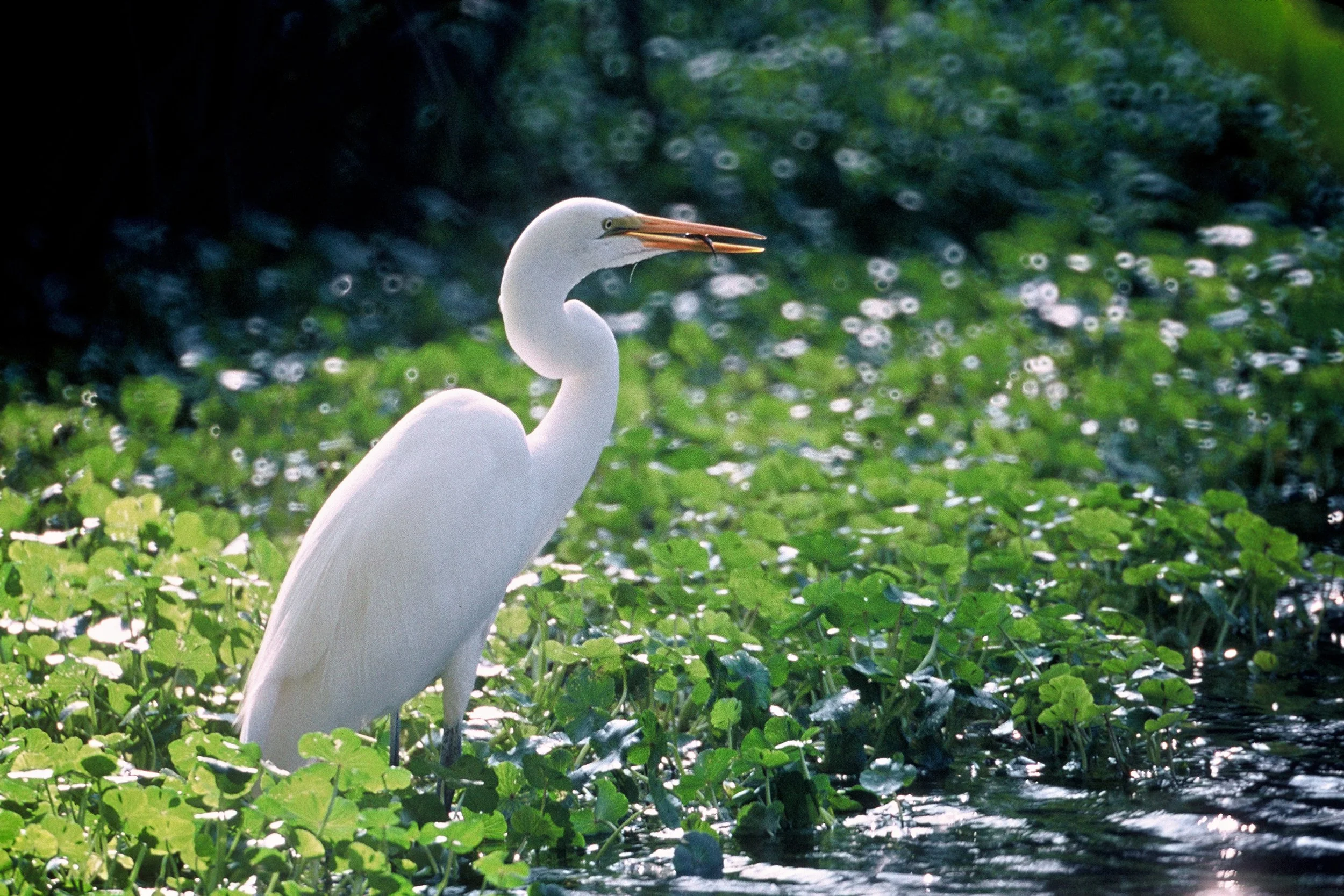 Great egret standing in wetland vegetation. Supporting wildlife photograph by Lee Karney, U.S. Fish and Wildlife Service; public domain.