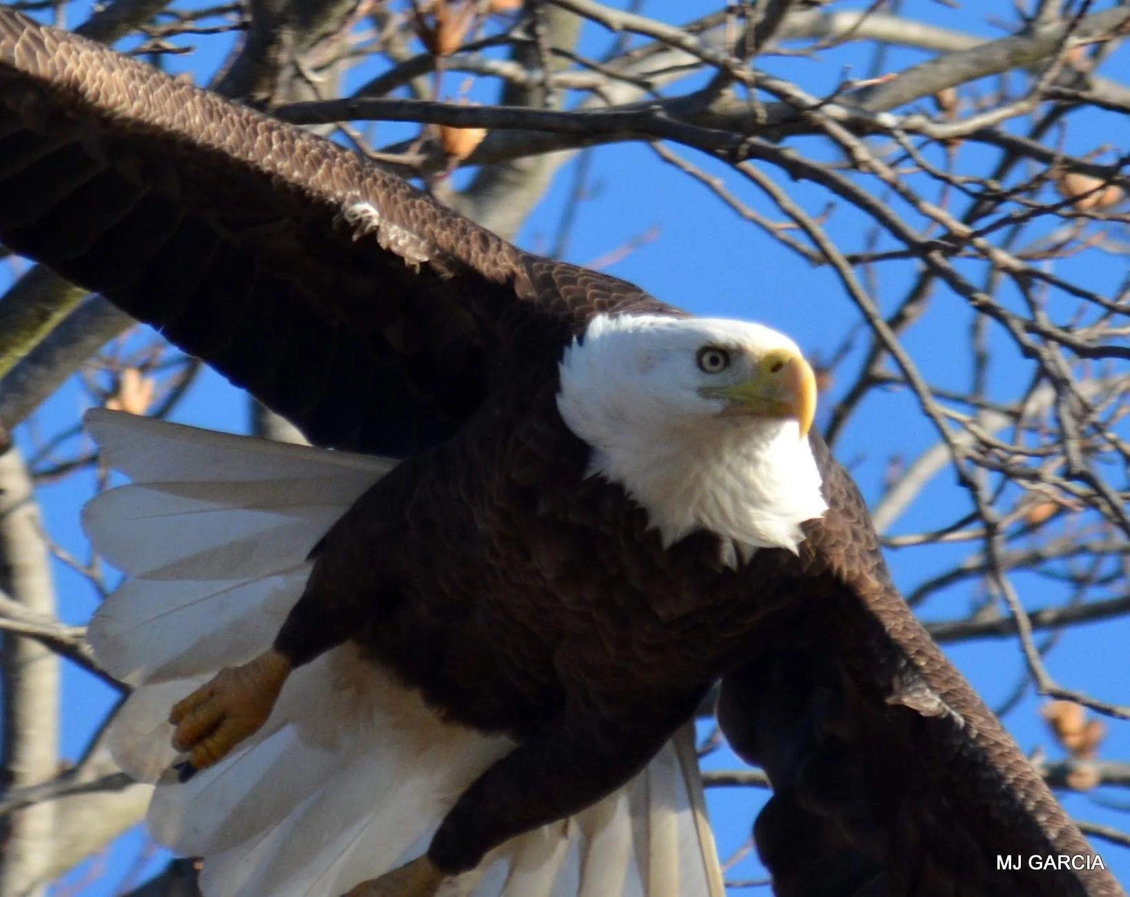 Wings and movement · 28

An eagle spreads its wings in a close view among branches.

Embedded camera date: 2019-12-15 10:09:38. Camera clock and timezone uncorroborated. Exact site pending confirmation.