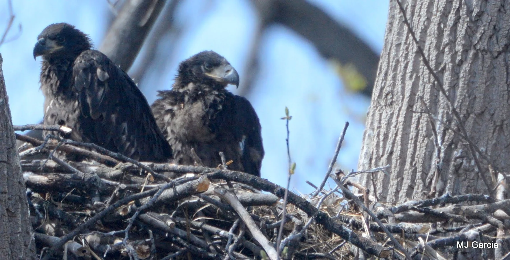 Two young eagles at the nest

Two dark, feathered young eagles stand close together above the rim of a broad stick nest.

Young bald eagles have darker heads than adults. Their presence together documents two young birds at this nest; their exact age