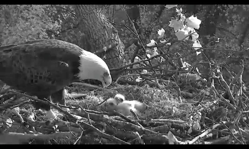 In the monochrome camera view, an adult stays close to the young bird.