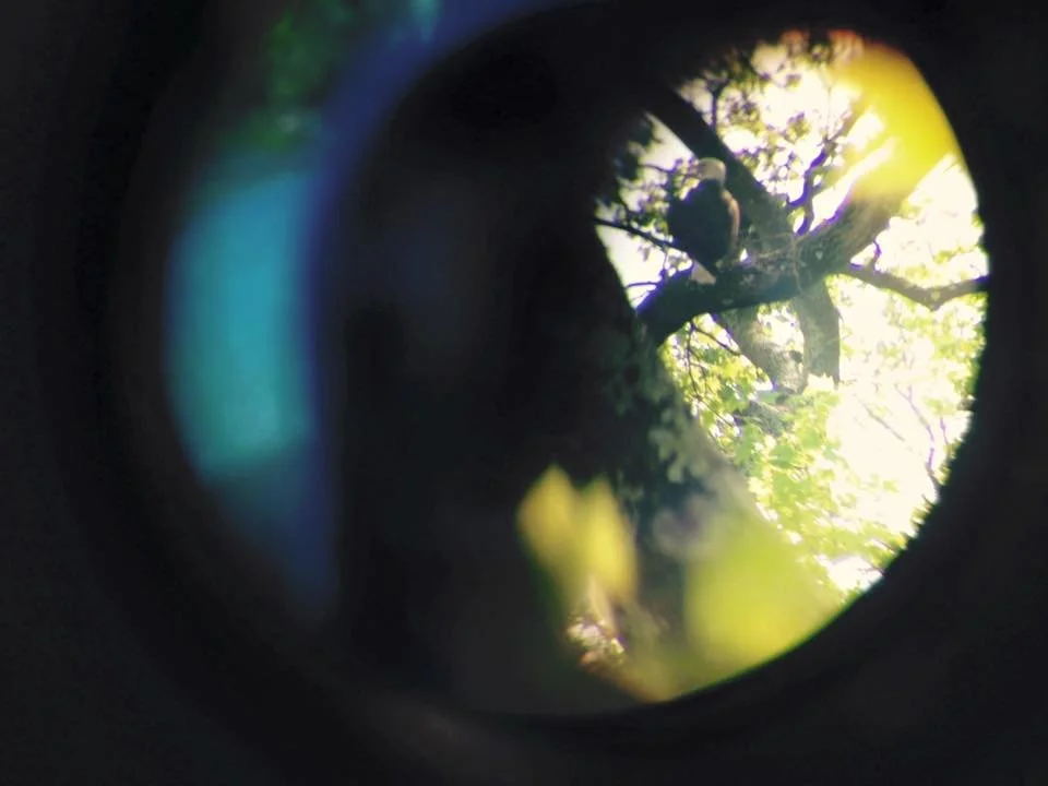 Through the scope, a distant perch becomes a close encounter.