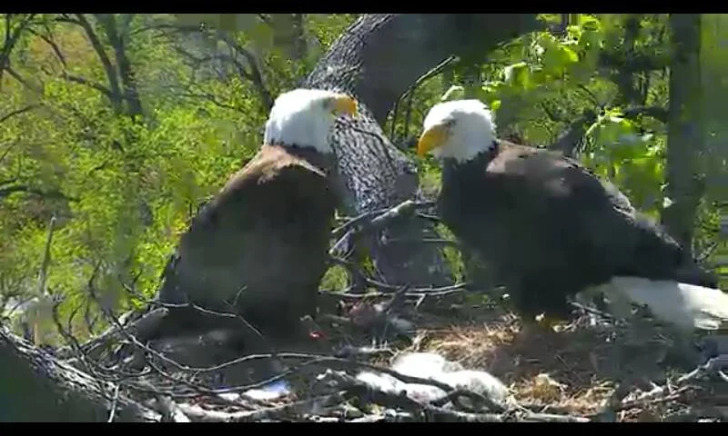 Side by side at the nest, the pair pauses between flights.