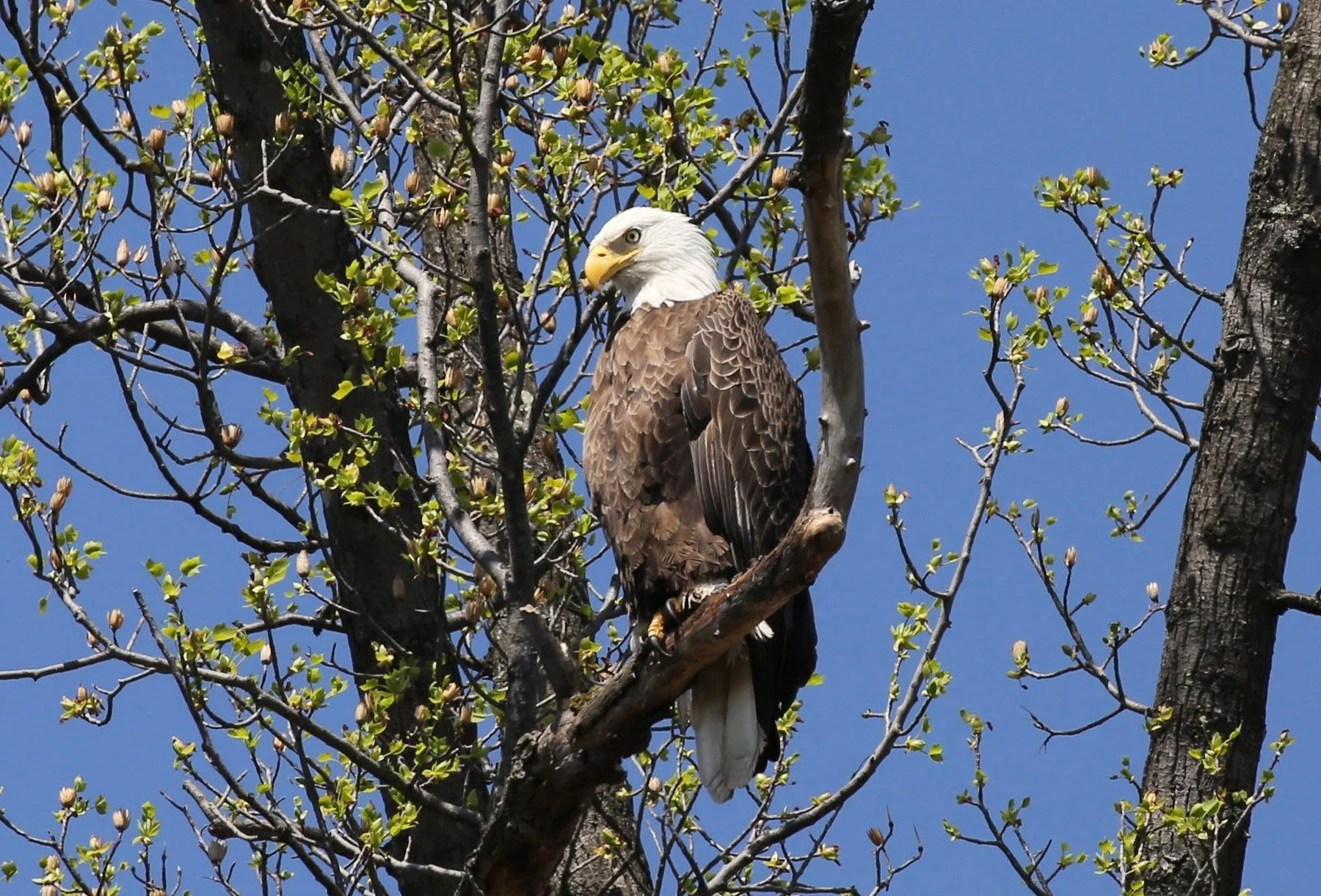 Perches and portraits · 22

A white-headed eagle perches among budding branches against blue sky.

Embedded camera date: 2022-04-01 13:44:44. Camera clock and timezone uncorroborated. Exact site pending confirmation.