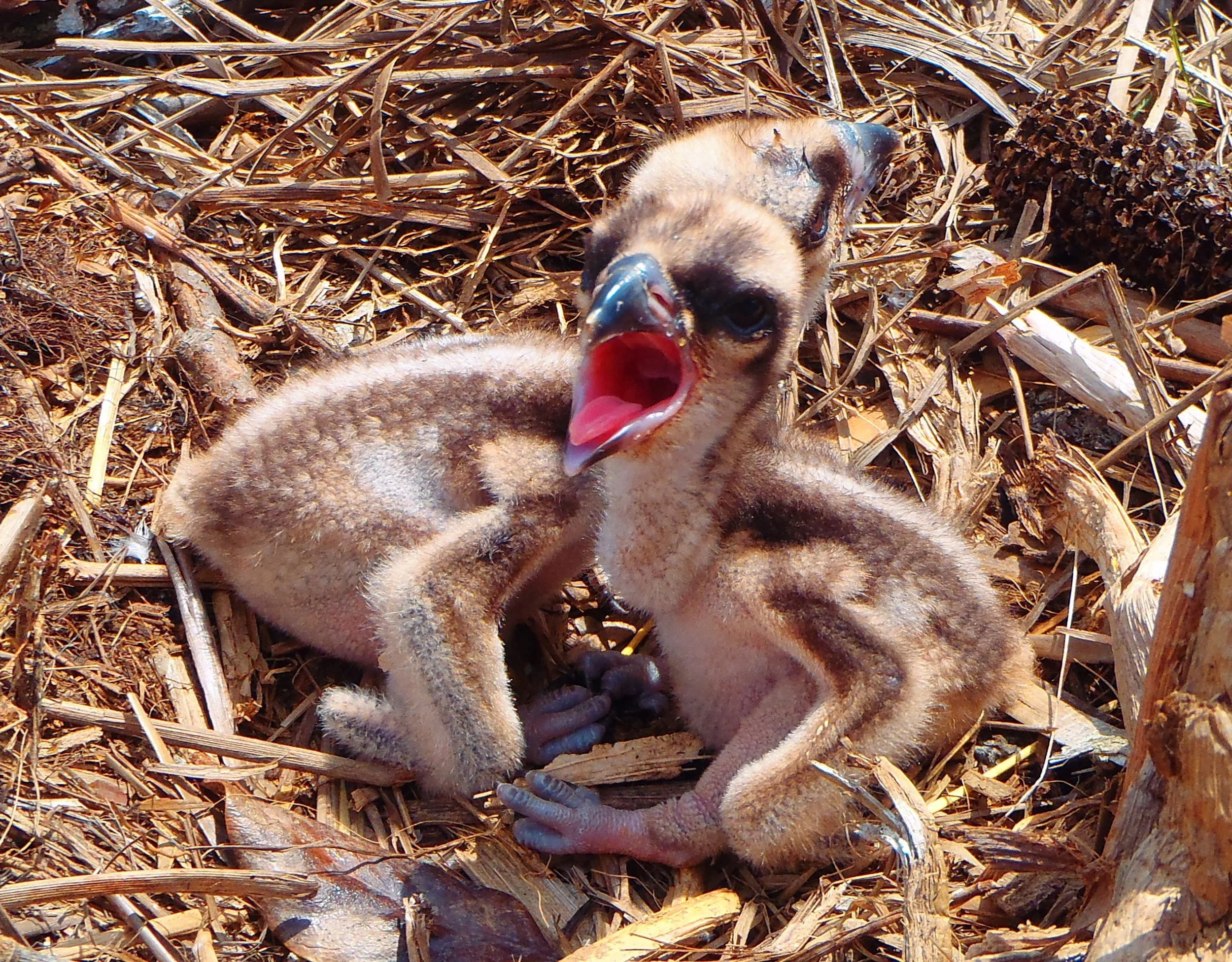 Two osprey hatchlings resting together in a nest above Chesapeake Bay.