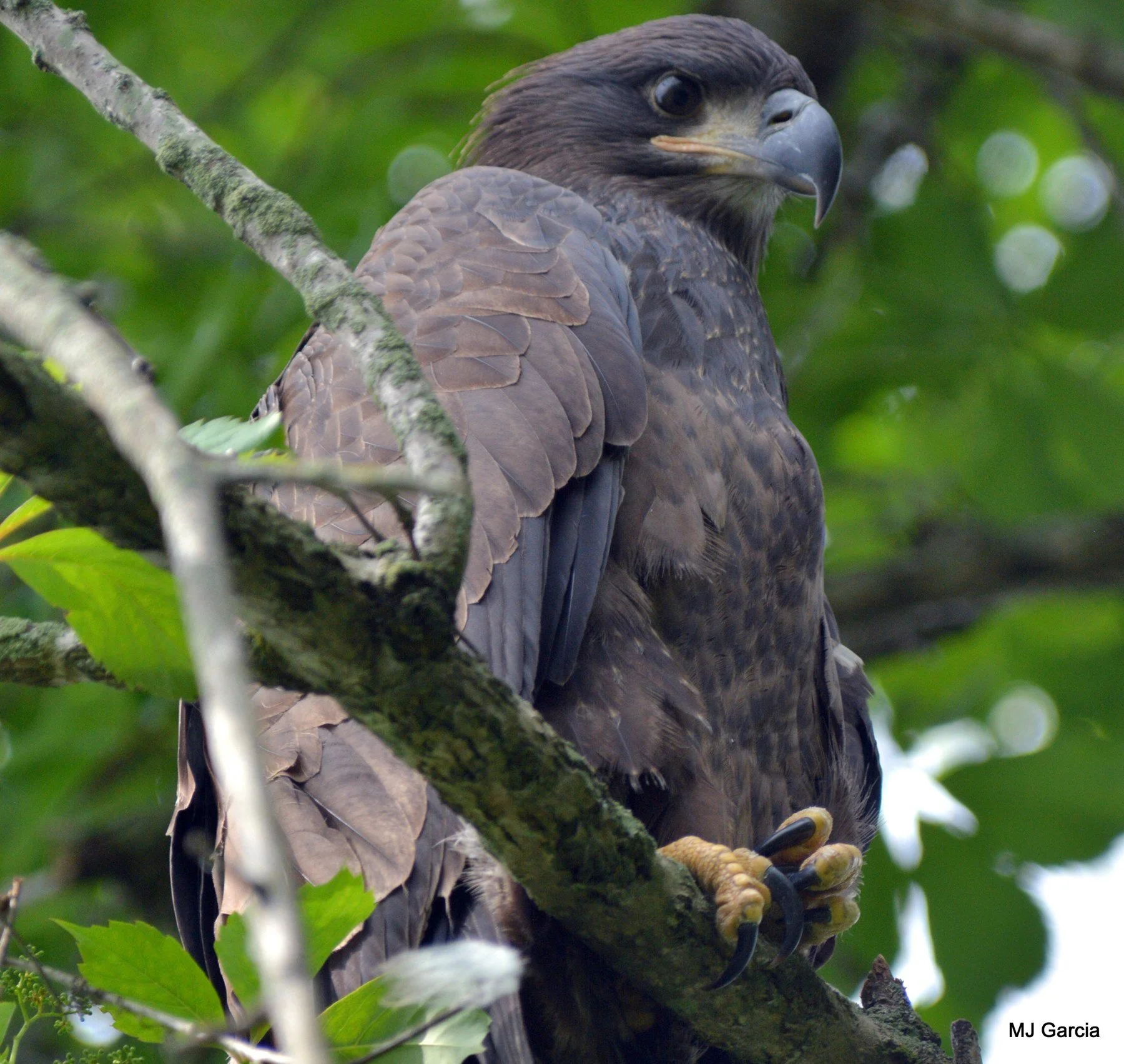 Wings and movement · 10

A dark young eagle grips a branch and turns its head sideways among leaves.

Embedded camera date: 2016-05-31 09:32:34. Camera clock and timezone uncorroborated. Exact site pending confirmation.
