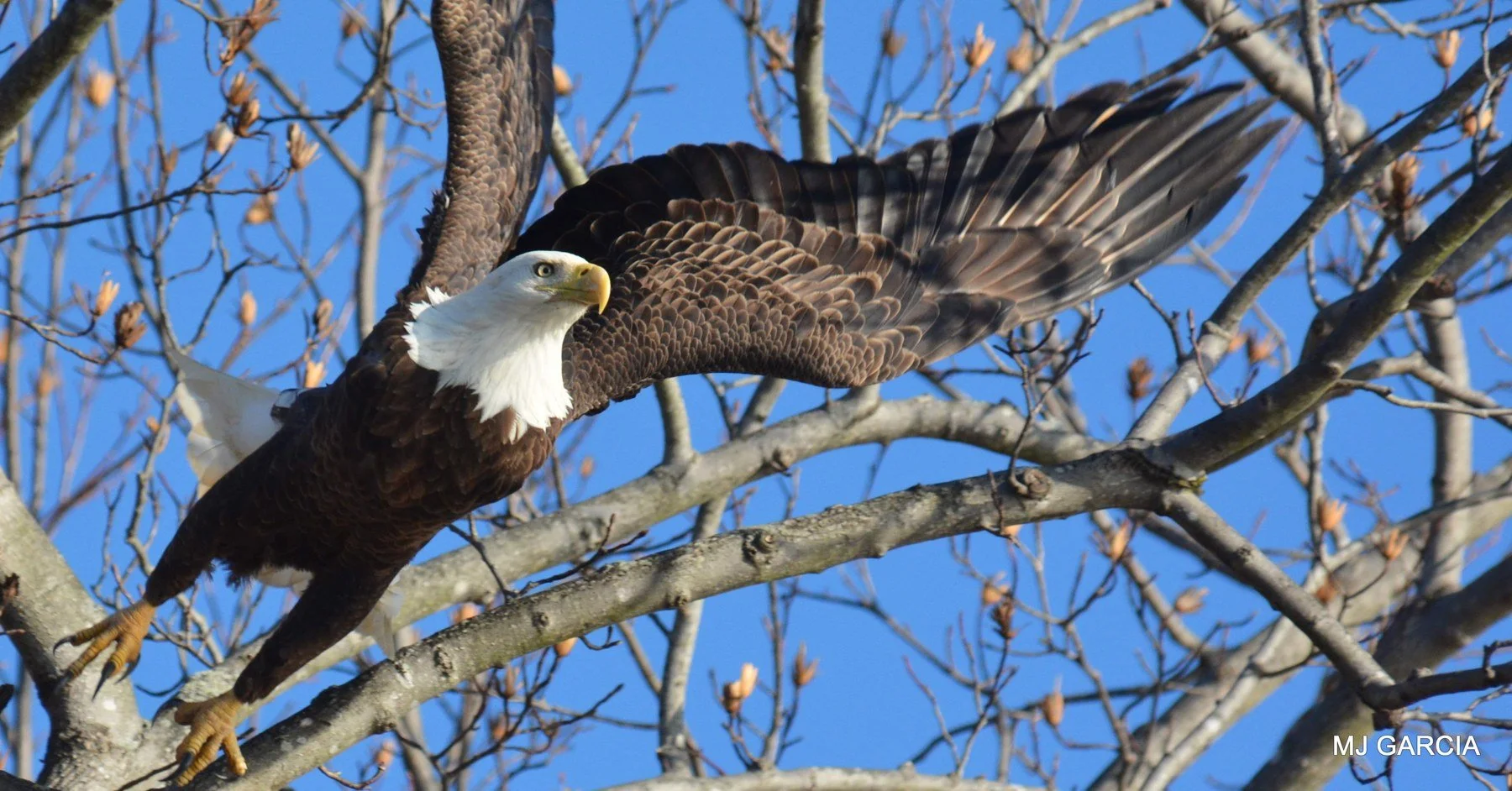 Wings and movement · 26

An eagle extends both wings horizontally above a bare branch.

Embedded camera date: 2019-12-15 10:09:37. Camera clock and timezone uncorroborated. Exact site pending confirmation.