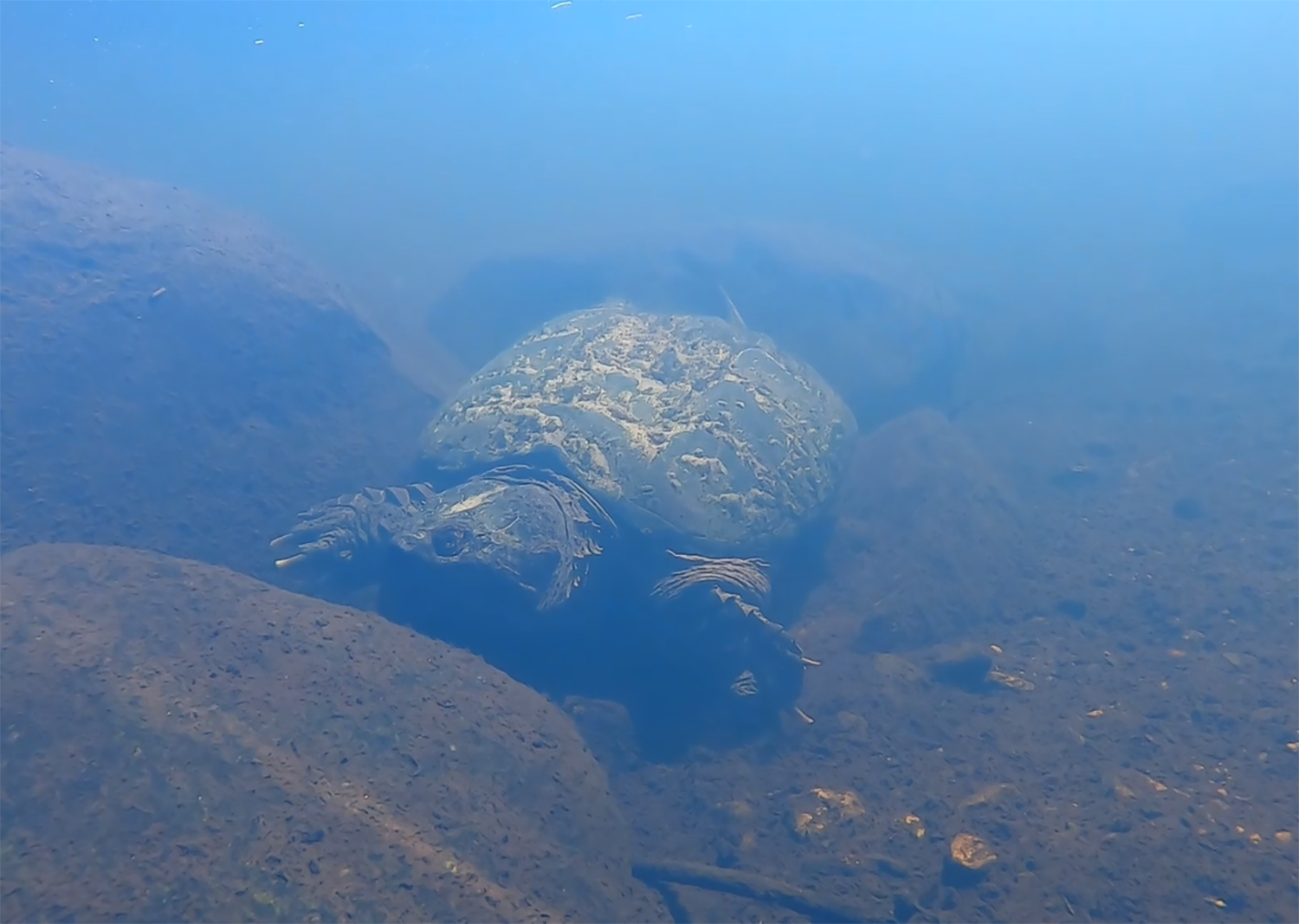 Large snapping turtle resting underwater among rounded river stones.