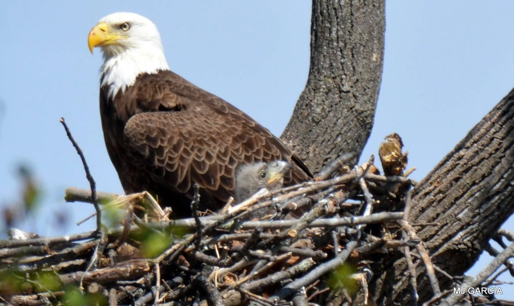 A small life among the sticks

A white-headed bald eagle stands at a stick nest with a small, downy nestling visible below it.

Bald eagle chicks hatch covered in light-gray down. This photograph lets us compare the small nestling with the adult besi