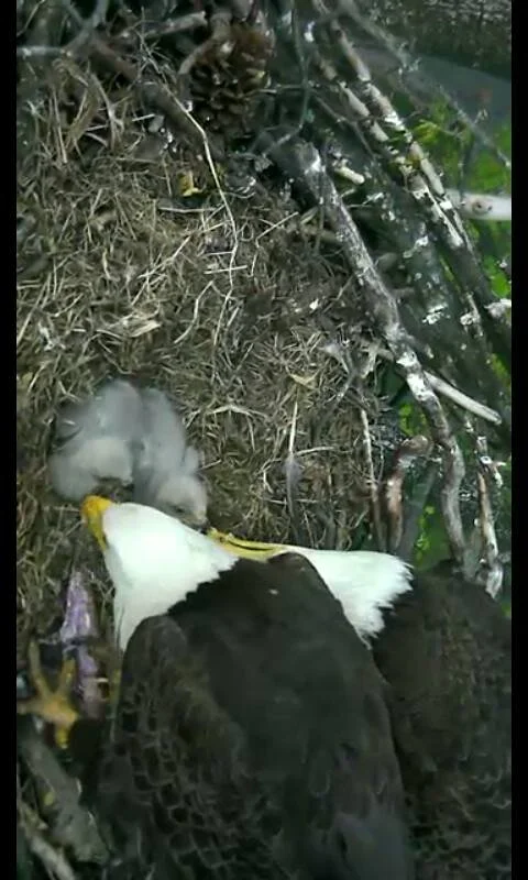 An adult leans over the nest, framed tightly by branches and camera light.
