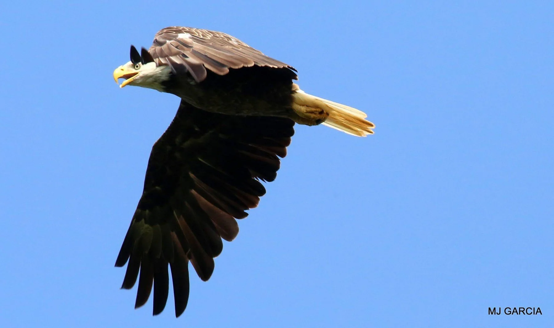 Bald Eagles — Across the sky

A bald eagle flies against a clear blue sky with its wings extended.

The white head and tail help distinguish an adult bald eagle.

Photography © Michael Garcia | Used with permission