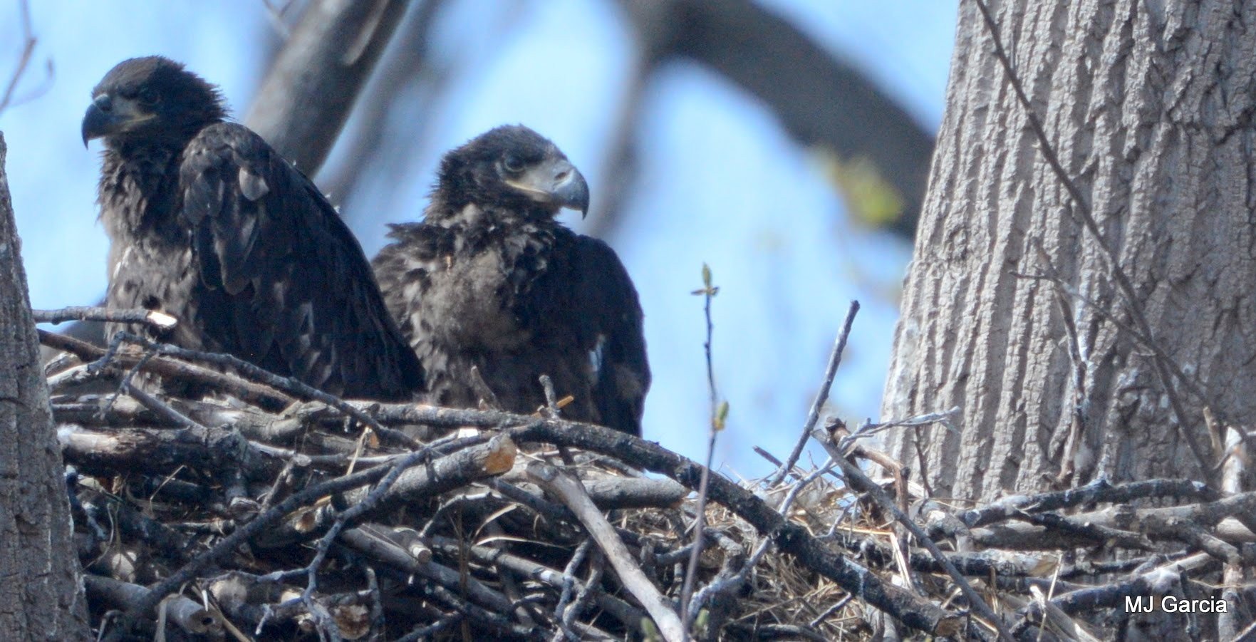 Bald Eagles — Growing together

Two young, dark-plumaged eagles stand side by side in a stick nest.

Bald eagles take about five years to develop their familiar adult plumage.

Photography © Michael Garcia | Used with permission