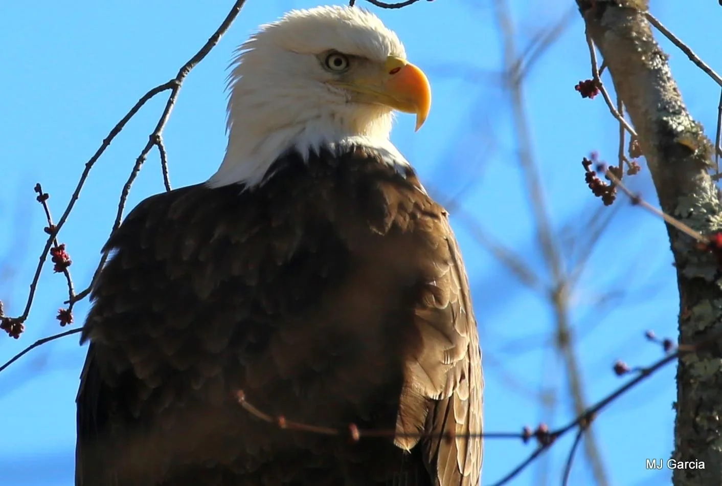 Perches and portraits · 54

A white-headed eagle perches beside a tree trunk in warm light.

Capture date unconfirmed. Exact site pending confirmation.