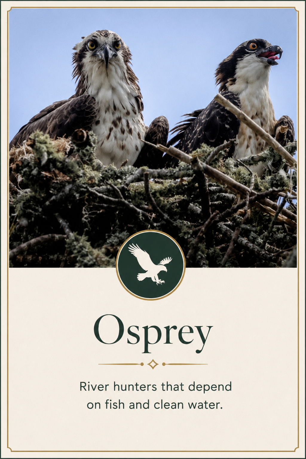 Osprey of the Anacostia River - open the Osprey gallery.