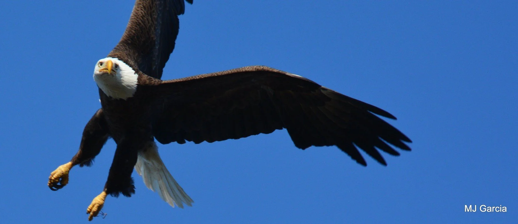 Bald Eagles — Wings and talons

A bald eagle spreads its wings with its yellow legs and talons lowered.

An eagle’s plumage changes as it matures; adults have contrasting white heads and tails.

Photography © Michael Garcia | Used with permission