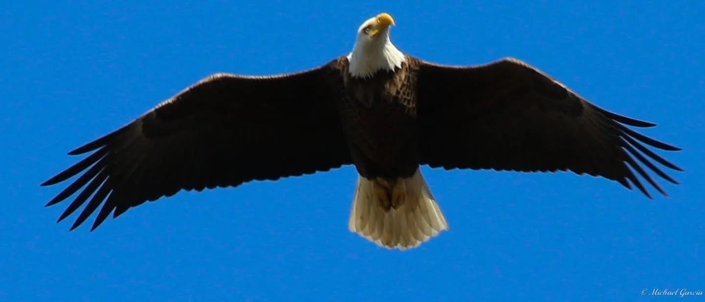 Perches and portraits · 69

An eagle is seen from below with its wings spread broadly against blue sky.

Capture date unconfirmed. Exact site pending confirmation.