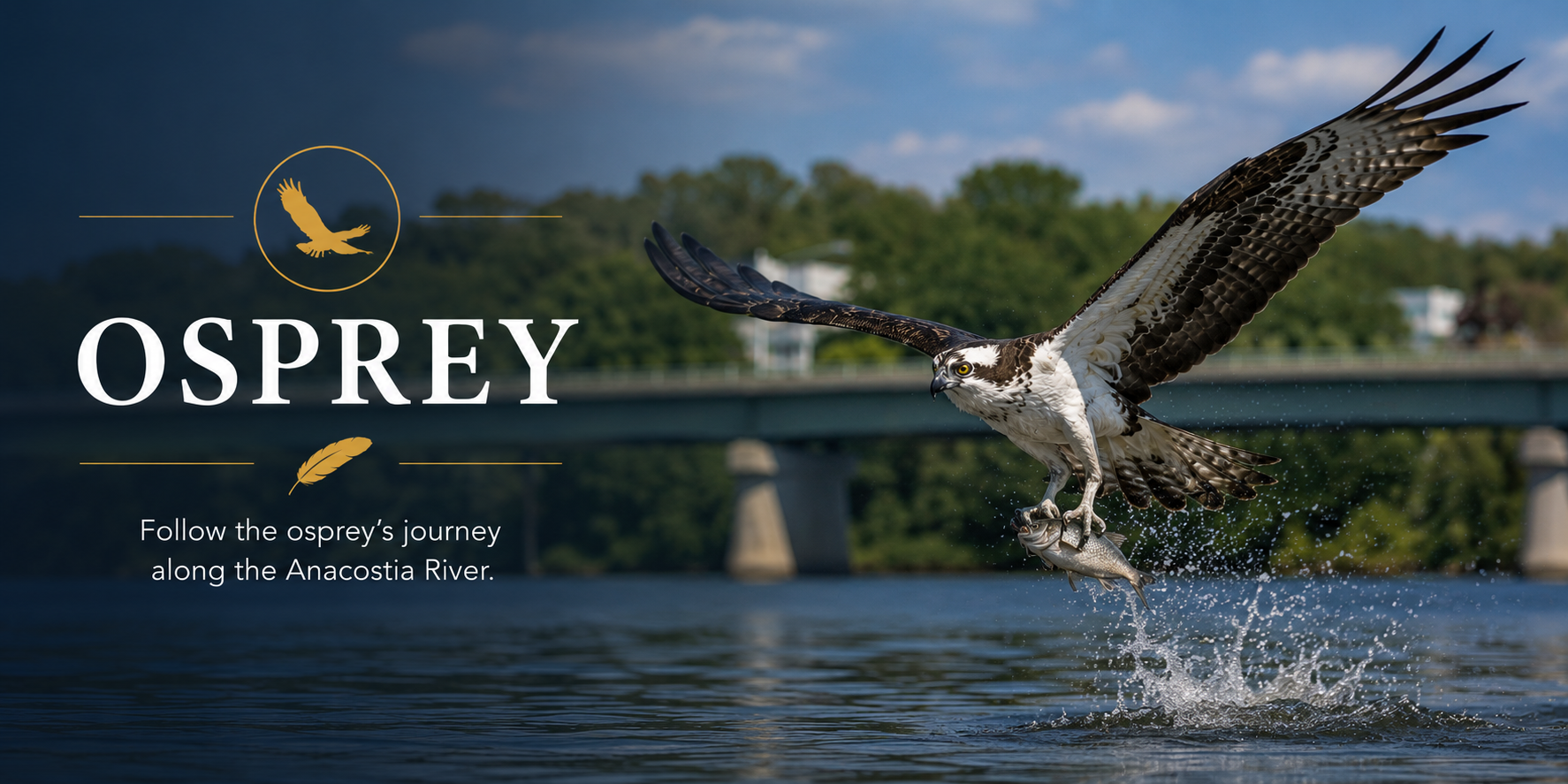 Osprey panel showing an osprey lifting from the Anacostia River with water splashing beneath its wings.