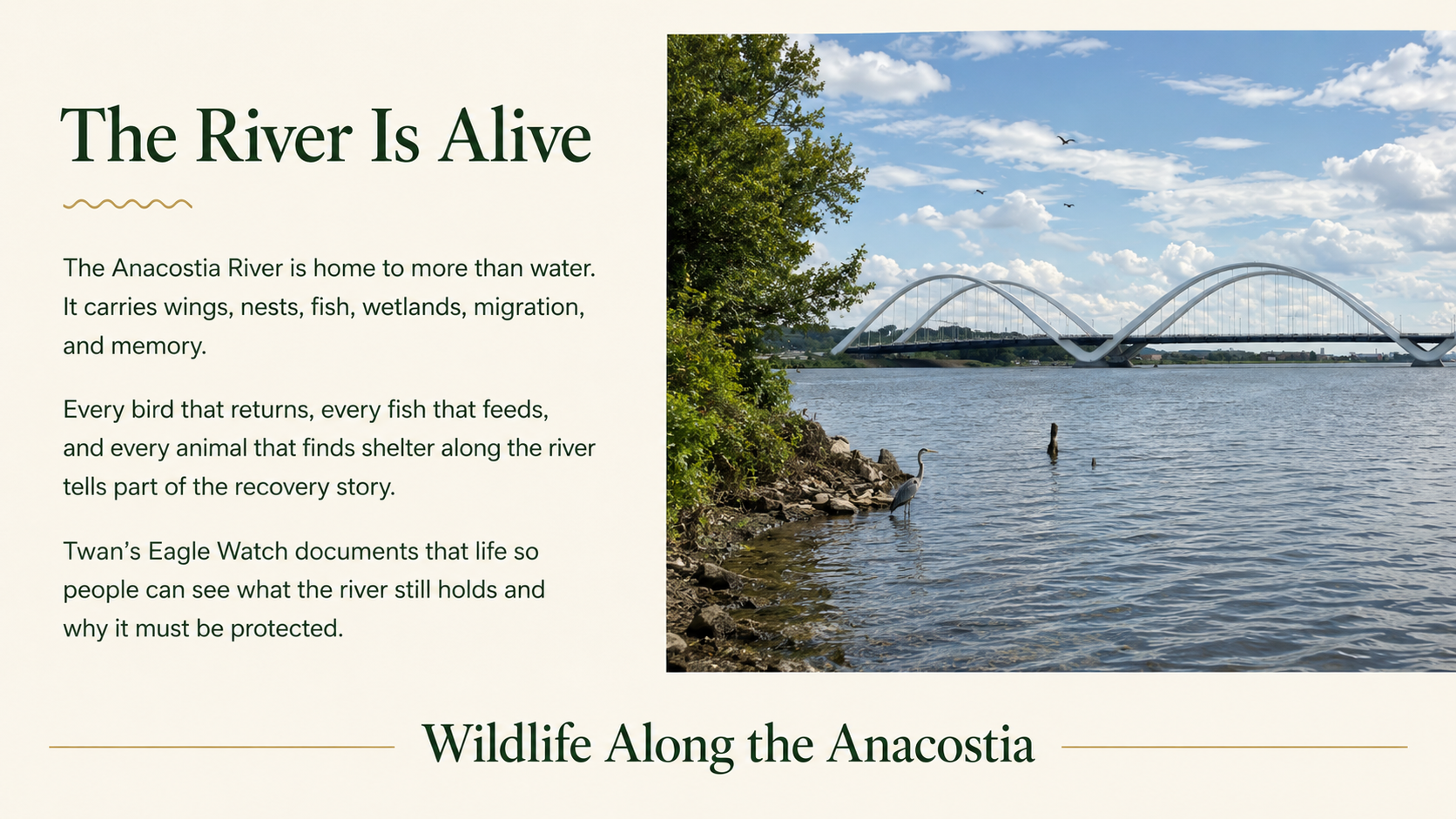 Wildlife of the Anacostia River banner showing an eagle nest in bare branches with the Washington Monument in the distance.