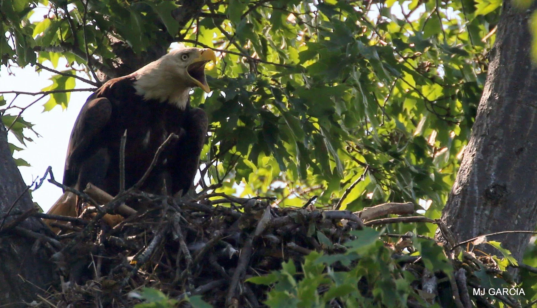At the leafy nest

A white-headed bald eagle stands at a stick nest framed by green leaves, its bill open.

This records nest attendance. An open bill alone does not establish calling, panting or a defensive response.

June 1, 2023 — embedded camera 