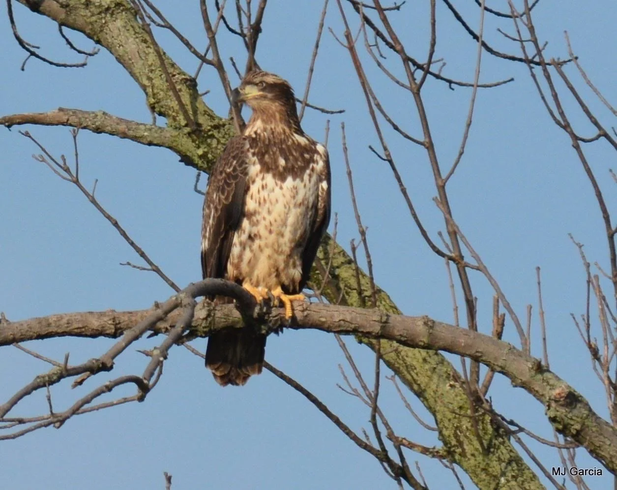 Perches and portraits · 44

A mottled eagle perches upright on a branch against a pale sky.

Capture date unconfirmed. Exact site pending confirmation.