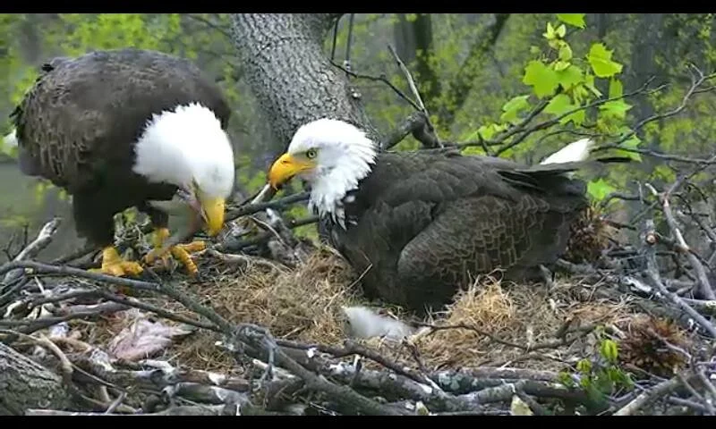 Arboretum nest-camera image of two adult bald eagles tending their nest in daylight.