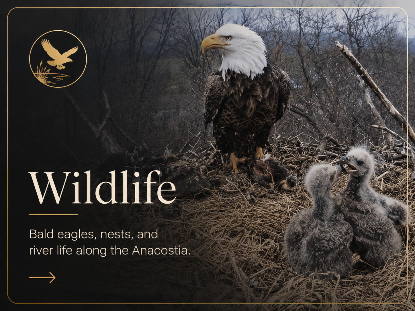 Wildlife of the Anacostia River card highlighting bald eagles, osprey, herons, and river life.