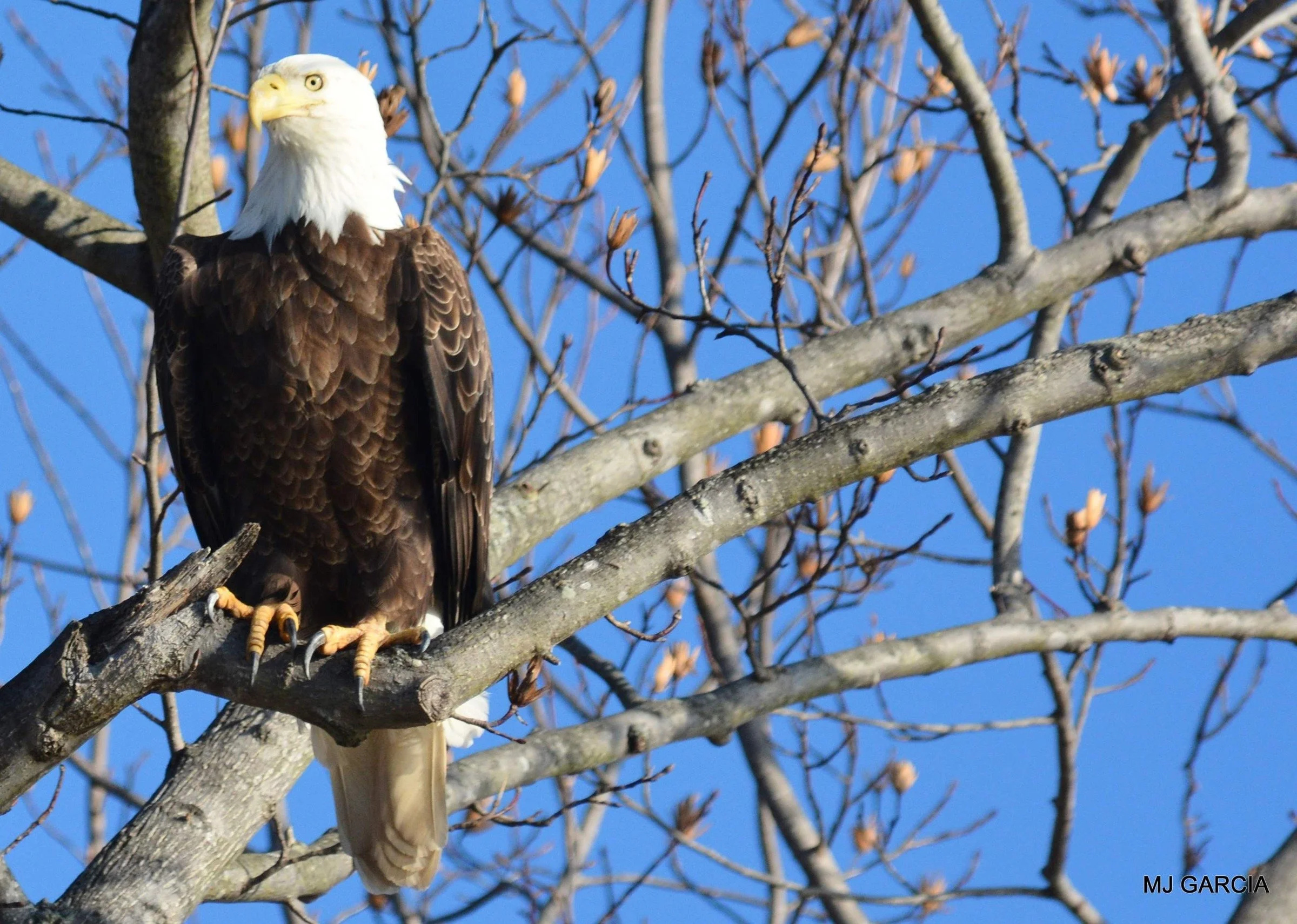 A place to pause

A white-headed bald eagle grips a bare branch with its wings folded. Smaller branches frame the bird against blue sky.

Look at the perch as well as the eagle. A river landscape includes trees where birds can rest and watch their su