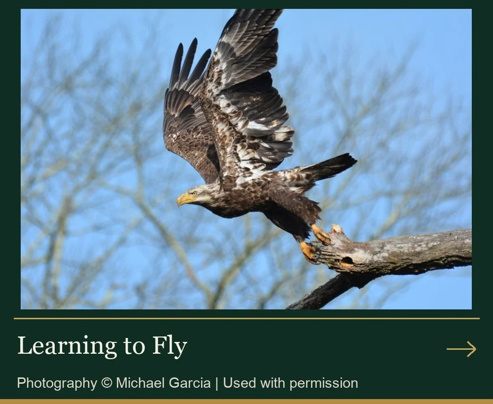 Learning to Fly