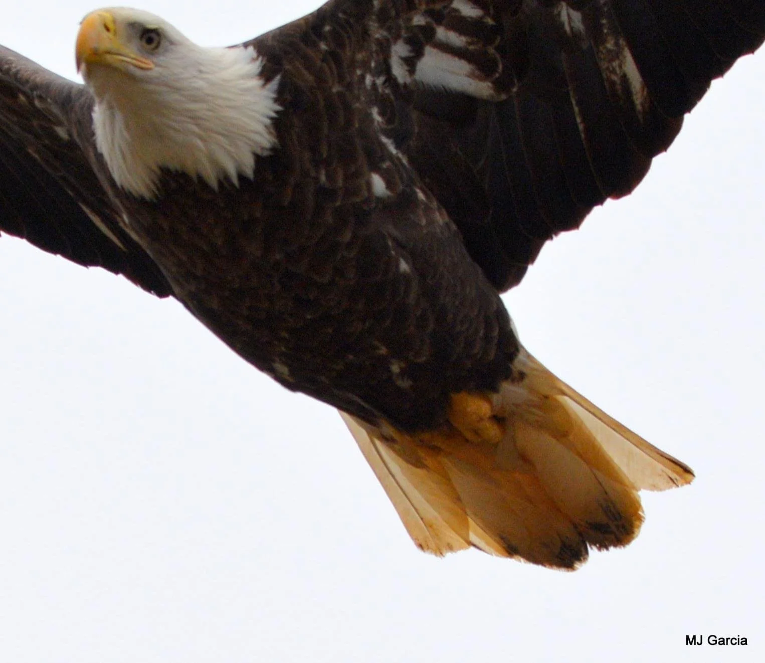 Perches and portraits · 42

A tighter view shows an eagle approaching with its head tilted and wings spread.

Capture date unconfirmed. Exact site pending confirmation.