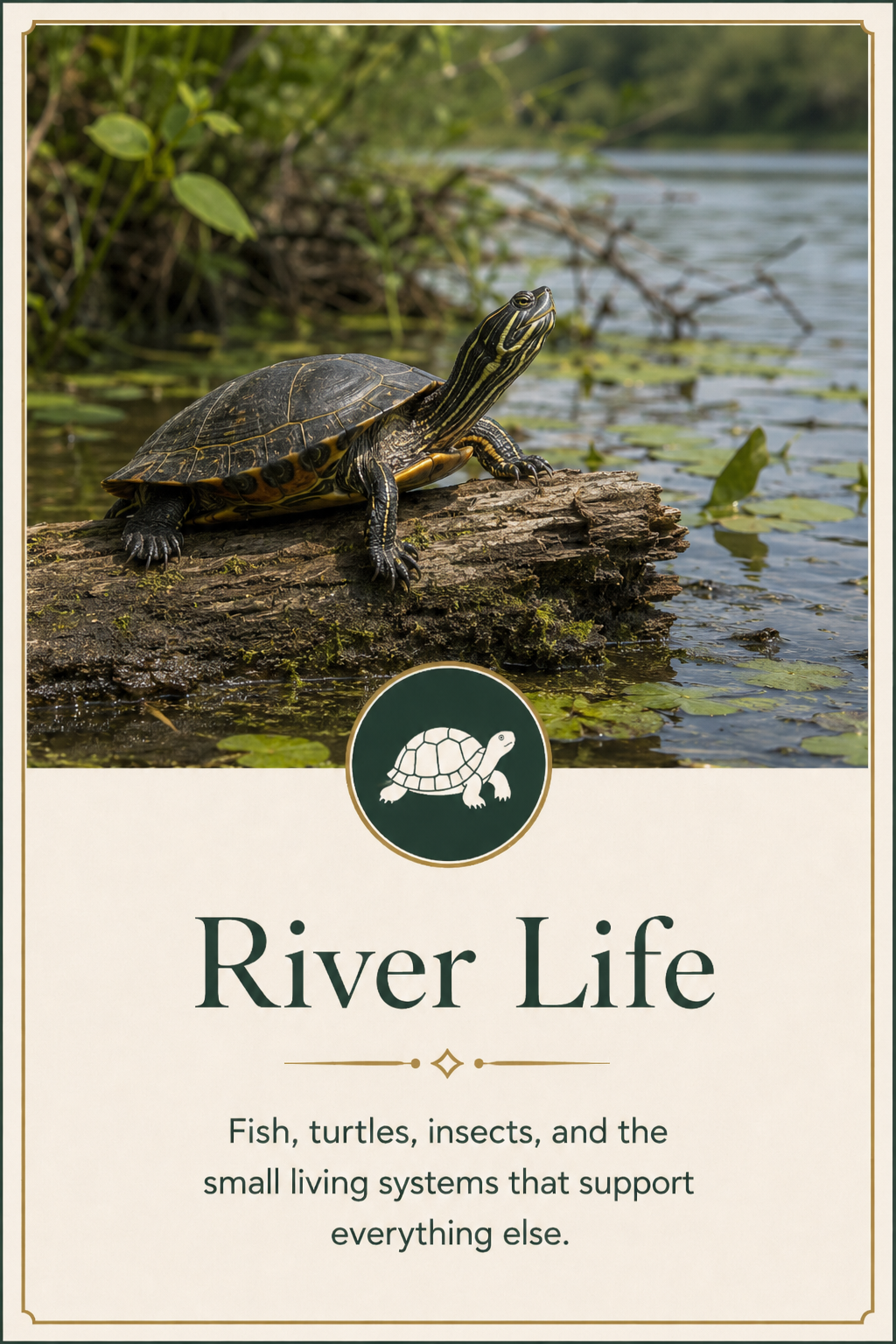 River life of the Anacostia - open the River Life gallery.