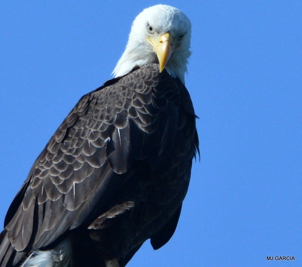 Perches and portraits · 57

An eagle looks down over its shoulder with dark folded wings against blue sky.

Capture date unconfirmed. Exact site pending confirmation.