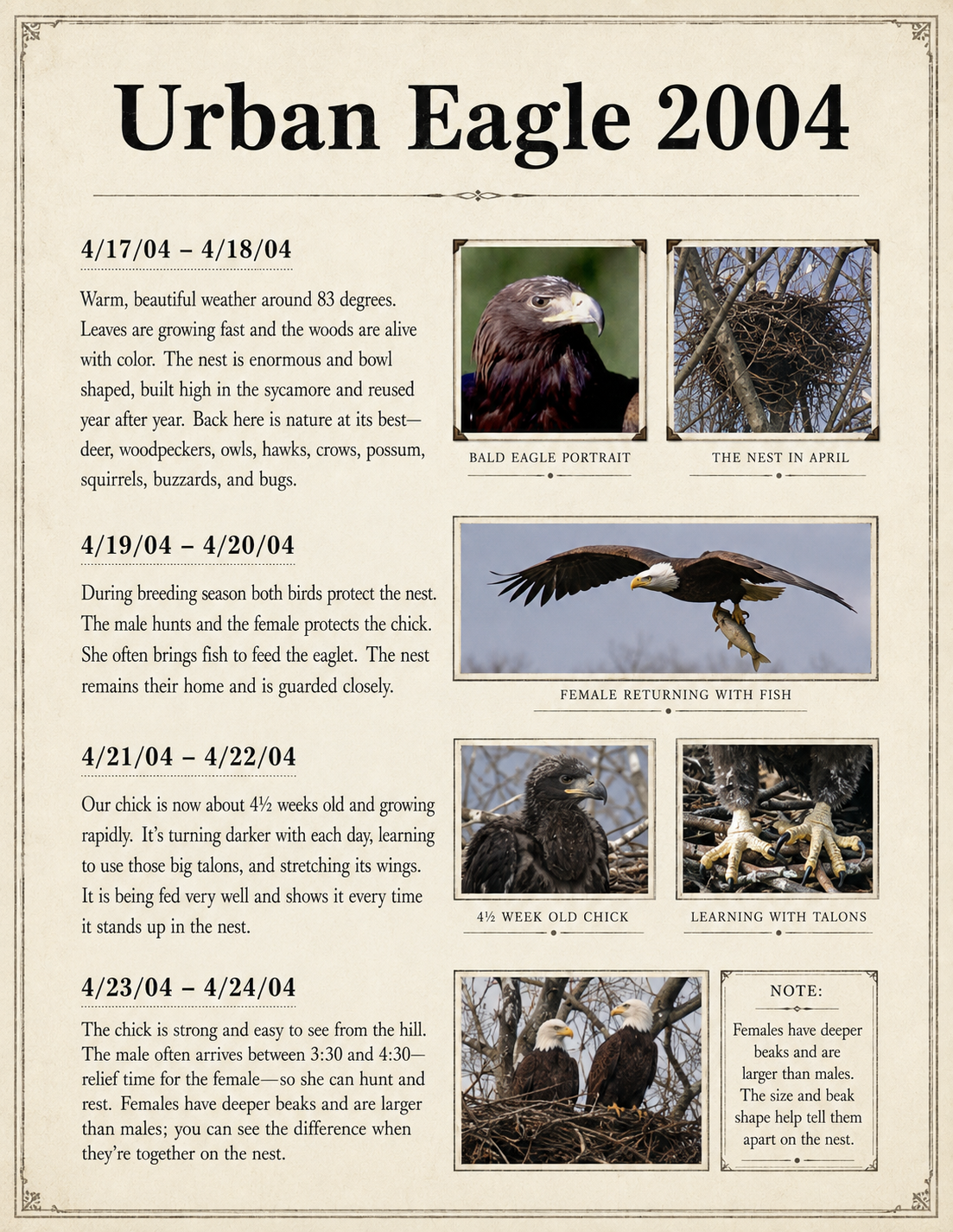 Urban Eagle 2004: field observations from April 17 through April 24.