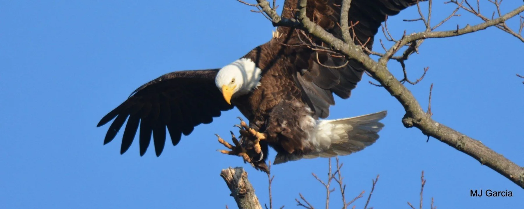 Wings and movement · 51

An eagle spreads its wings and reaches its talons toward a broken perch.

Capture date unconfirmed. Exact site pending confirmation.