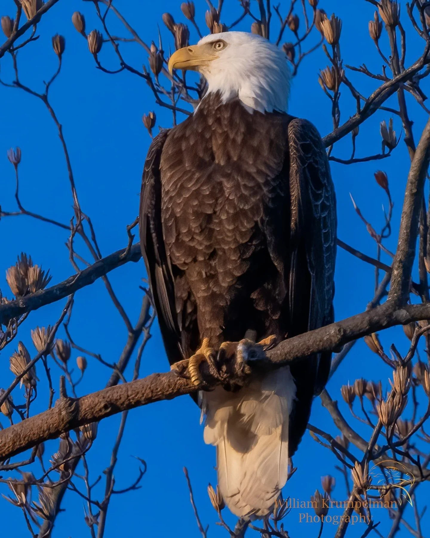 Perches and portraits · 55

A white-headed eagle perches in a bare tree with its body in side profile.

Capture date unconfirmed. Exact site pending confirmation.