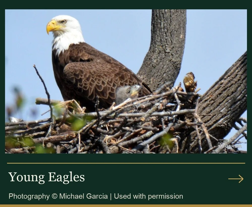 Young Eagles — The Next Generation