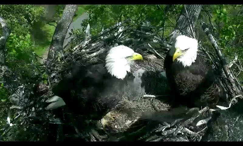 Two adult bald eagles stand with young eaglets at the U.S. National Arboretum nest during daylight.