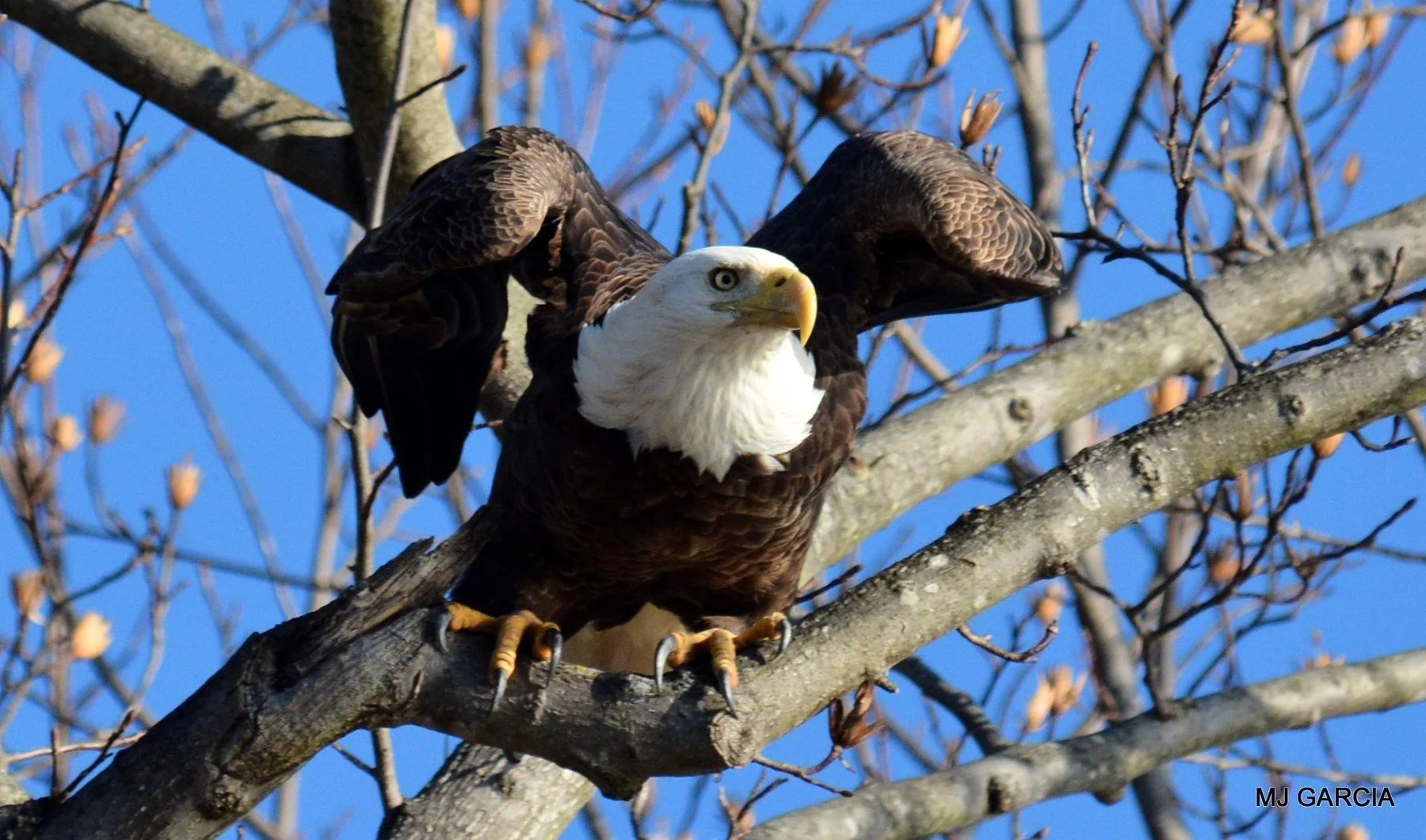 Wings and movement · 25

An eagle raises its wings while still gripping a branch.

Embedded camera date: 2019-12-15 10:09:37. Camera clock and timezone uncorroborated. Exact site pending confirmation.