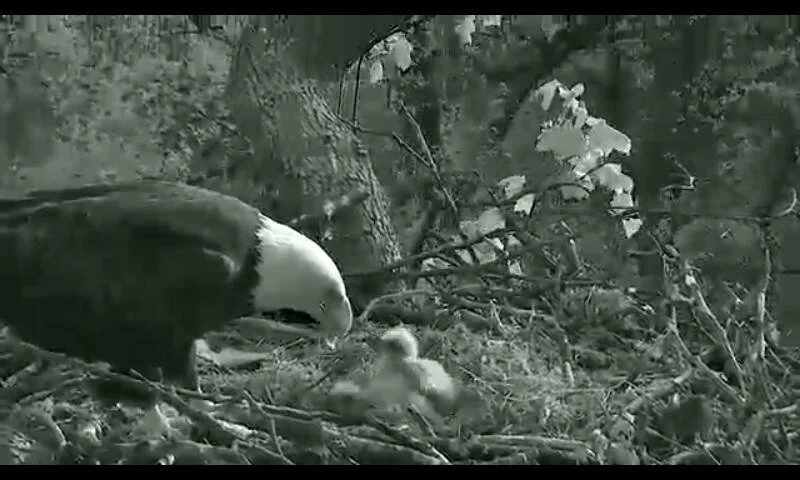 The adult holds position beside the chick in a still, watchful frame.