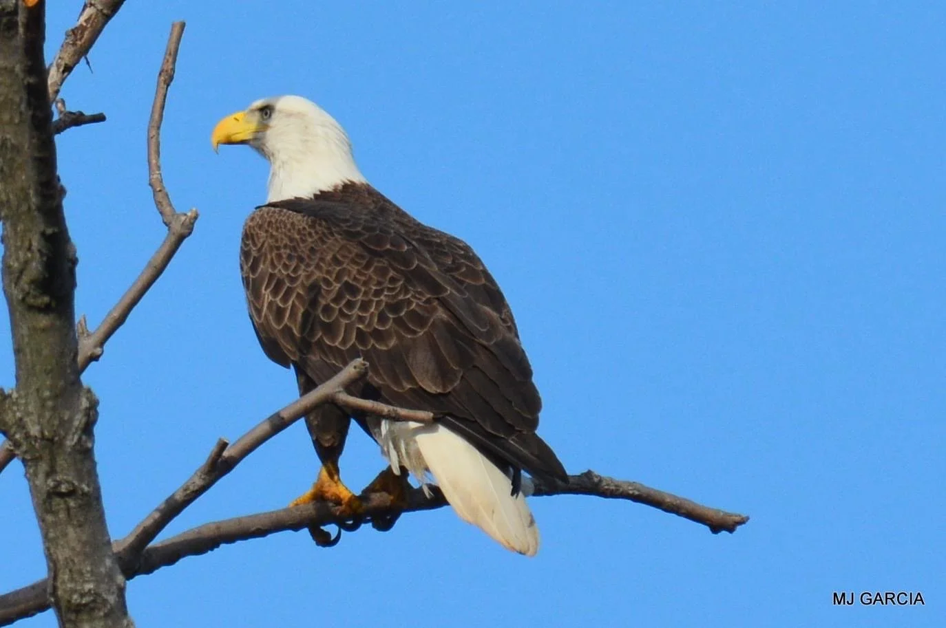 Perches and portraits · 46

A white-headed eagle stands in side profile on a bare branch.

Capture date unconfirmed. Exact site pending confirmation.