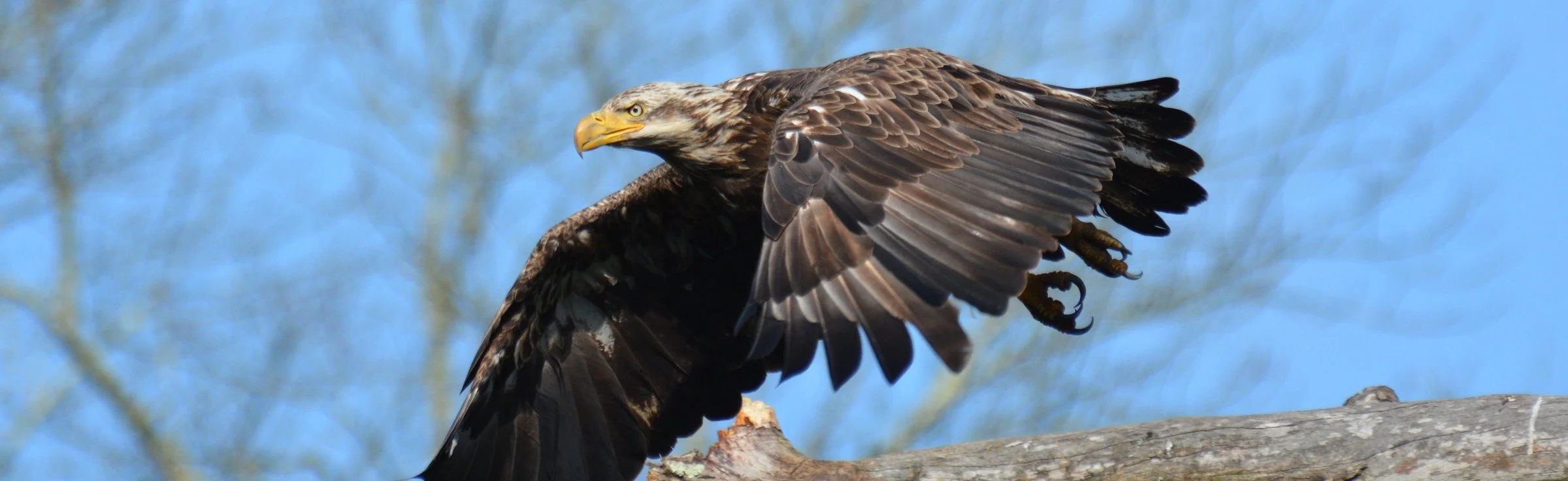 A closer look at the wings

A wide, shallow view shows an immature bald eagle beside a horizontal branch, with its wings partly open.

Compare the wing position with the other photographs. The tighter framing reveals a different view, but leaves less