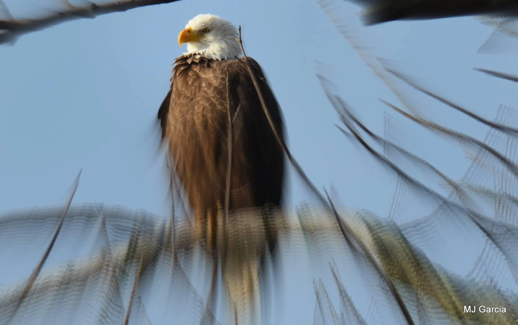 Perches and portraits · 45

An eagle perches upright behind soft, out-of-focus branches.

Capture date unconfirmed. Exact site pending confirmation.