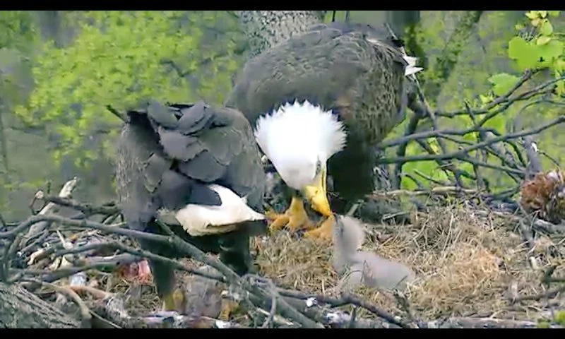 Adult bald eagle tending young eaglets at the U.S. National Arboretum nest during daylight.