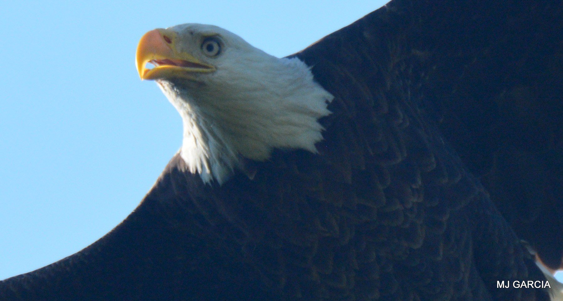 Perches and portraits · 58

A close view shows an eagle with its bill open and a wing extended.

Capture date unconfirmed. Exact site pending confirmation.