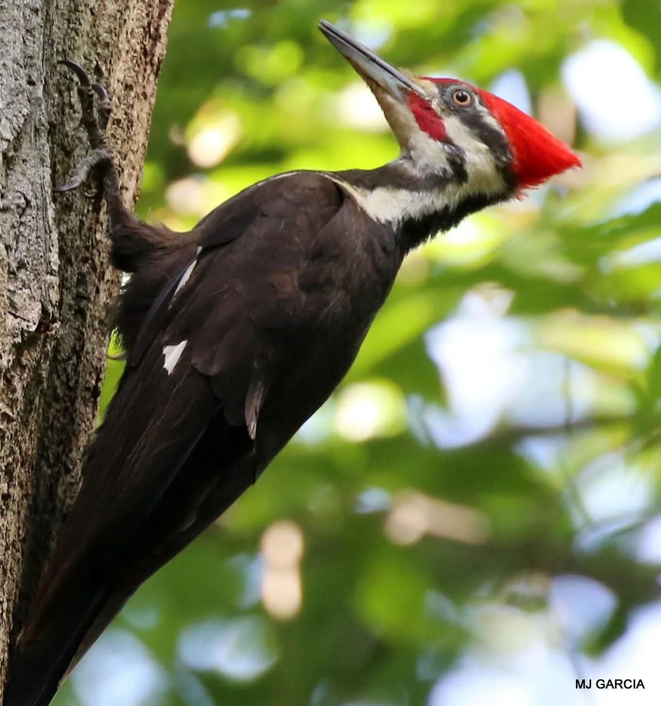 Woodpeckers — Pileated woodpecker at a tree

A red-crested woodpecker clings to a tree trunk with its bill pointing upward.

Pileated woodpeckers use their long, chisel-like bills to excavate wood.

Photography © Michael Garcia | Used with permission