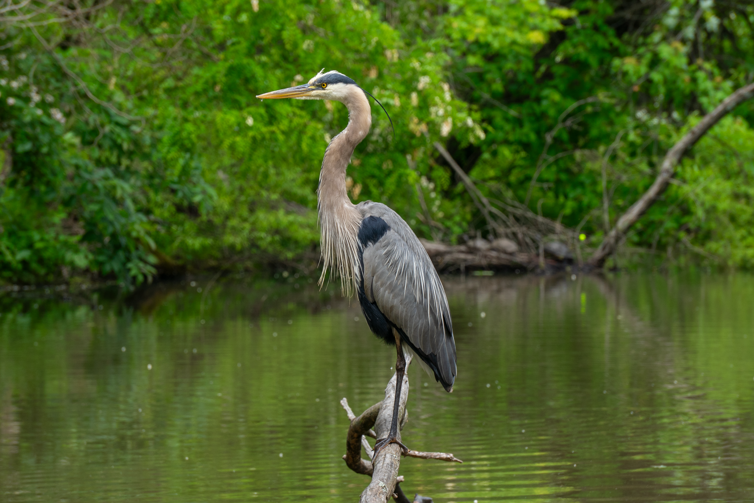 Great blue heron standing on a branch above calm green water.
