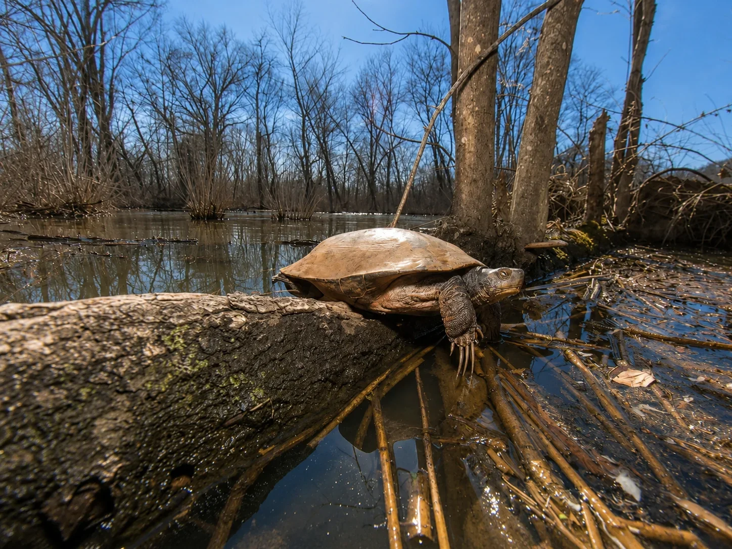 Turtles of the Anacostia River - explore the River Life gallery.