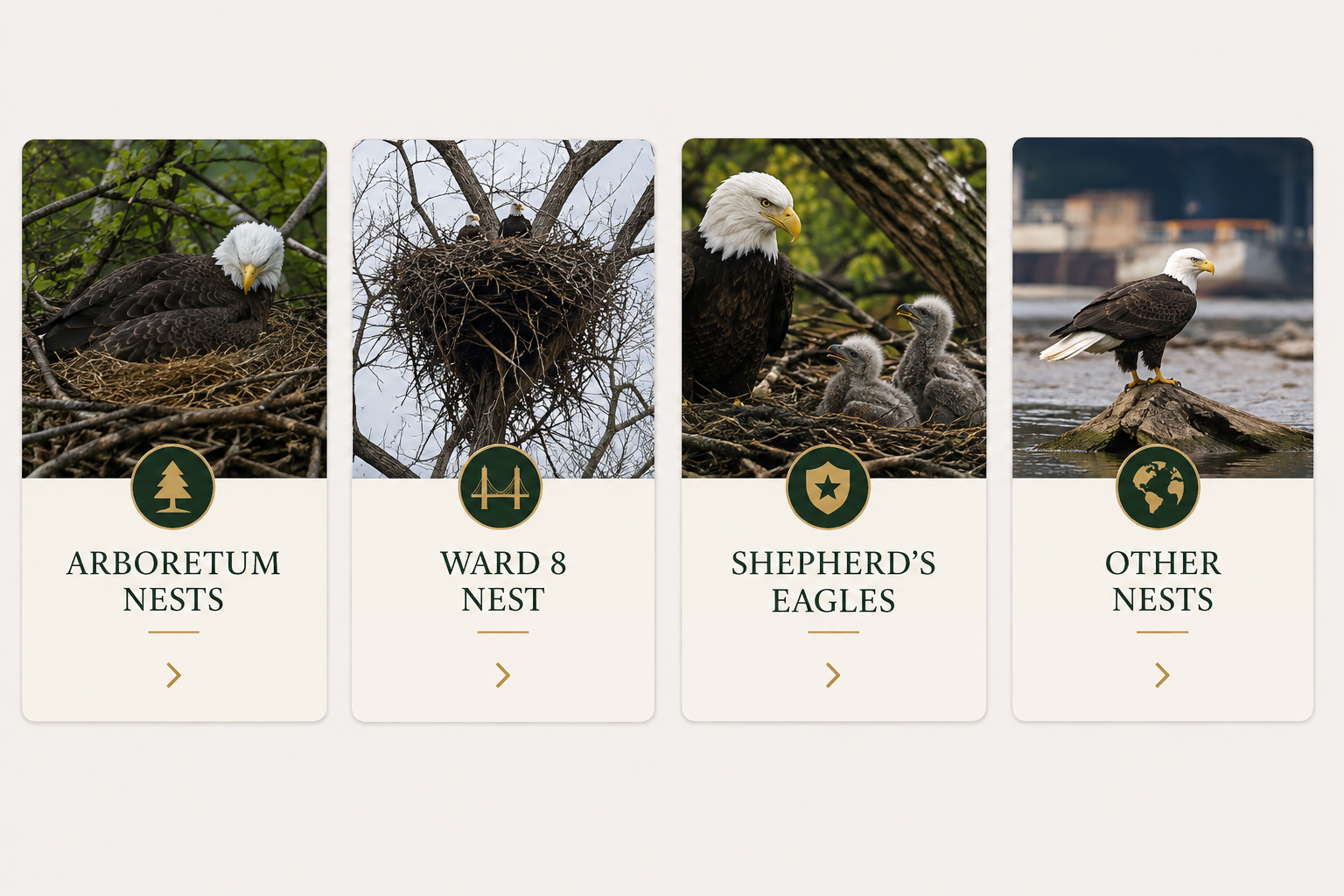 Bald eagle gallery collection cards for Arboretum Nests, Ward 8 Nests, Shepherd's Eagles, and Other Nests.