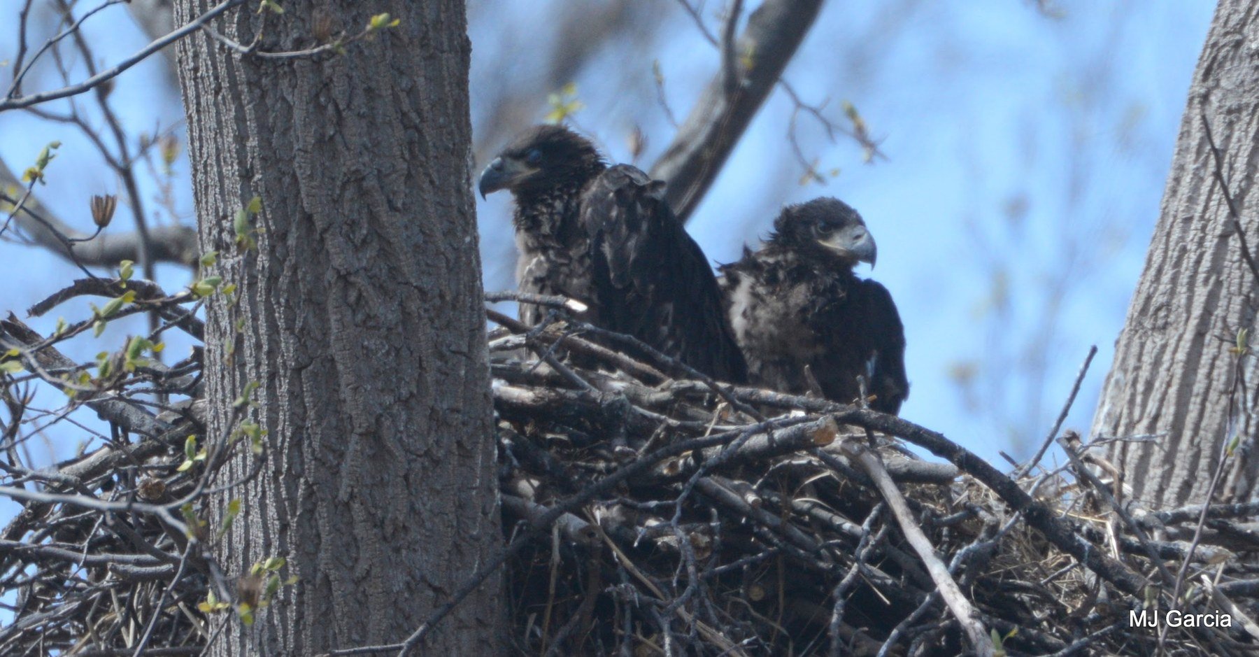 Nest observation · 14

Two young eagles stand side by side in a nest between tree trunks.

Embedded camera date: 2018-04-06 14:18:39. Camera clock and timezone uncorroborated. Exact site pending confirmation.