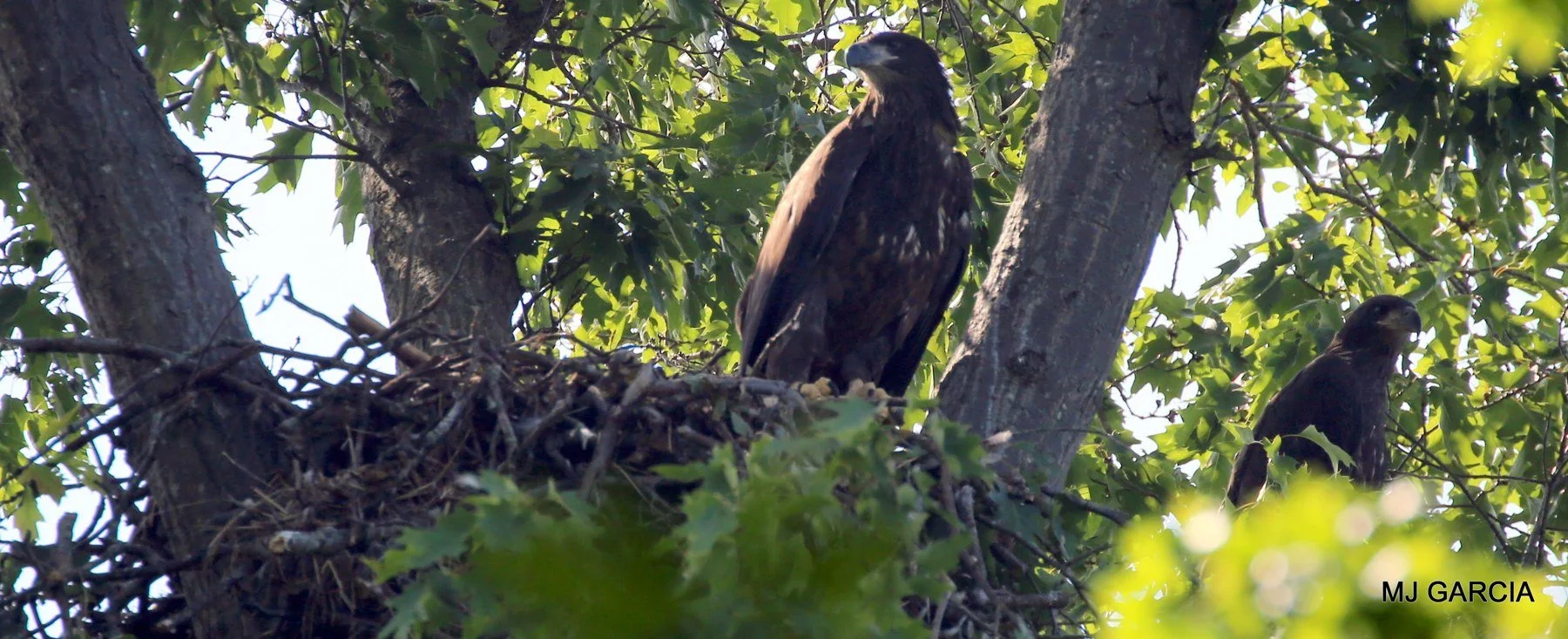 Nest observation · 02

Two dark young eagles stand at different heights beside a tree trunk at a nest.

Embedded camera date: 2023-06-01 09:45:02. Camera clock and timezone uncorroborated. Exact site pending confirmation.