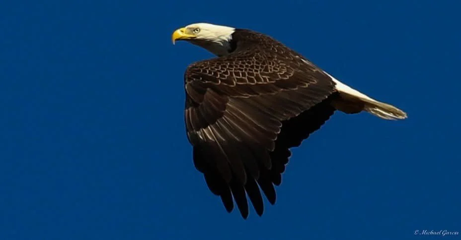Wings and movement · 73

An eagle flies in side profile with one wing angled downward against blue sky.

Capture date unconfirmed. Exact site pending confirmation.